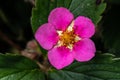 Flowering Strawberry `Lipstick` Royalty Free Stock Photo