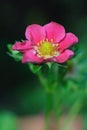 Flowering strawberry hybrid with pink flower Royalty Free Stock Photo