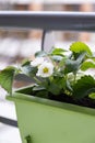 Flowering strawberry plant in flower pot hanging on balcony fence high angle view. Royalty Free Stock Photo