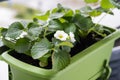 Flowering strawberry plant in flower pot hanging on balcony fence high angle view. Royalty Free Stock Photo