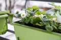 Flowering strawberry plant in flower pot hanging on balcony fence high angle view. Royalty Free Stock Photo