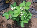 Flowering strawberry plant in the gardenbed Royalty Free Stock Photo