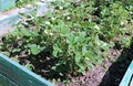 Flowering strawberry plant on the gardenbed