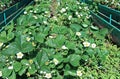 Flowering strawberry plant on the gardenbed Royalty Free Stock Photo