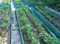 Flowering strawberry plant on the gardenbed