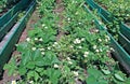 Flowering strawberry plant on the gardenbed Royalty Free Stock Photo