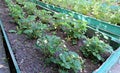 Flowering strawberry plant on the gardenbed