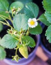 Flowering strawberry plant in a pot