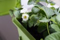 Flowering strawberry plant in pot. Growing strawberries on balcony Royalty Free Stock Photo