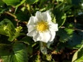 Flowering strawberry plant in the spring Royalty Free Stock Photo