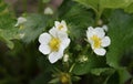 Flowering strawberry plants in the garden