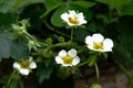 Flowering strawberry Royalty Free Stock Photo