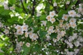 Flowering Styrax japonicus, the Japanese snowbell tree with small white flowers.