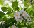 Flowering Styrax japonicus, the Japanese snowbell tree with small white flowers.