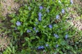 Flowering subshrub of common periwinkle in spring