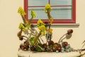 Flowering succulent Aeonium arboretum in a window pot display, California