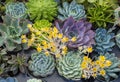 Flowering succulent in bloom on an assorted tray