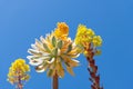 Flowering succulent leaves desert plants on blue sky, cactus bloom Royalty Free Stock Photo