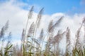 Flowering sugar cane against the sky, Moka district, Mauritius Royalty Free Stock Photo