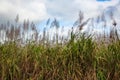 Flowering sugar cane against the sky, Moka district, Mauritius Royalty Free Stock Photo