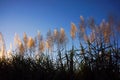 Flowering Sugar Cane plumes