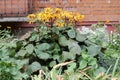 Flowering summer ragwort Ligularia dentata plant with yellow flowers and green leaves