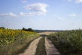 The flowering of sunflower and ripe corn and wheat in a field Royalty Free Stock Photo