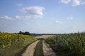 The flowering of sunflower and ripe corn and wheat in a field Royalty Free Stock Photo