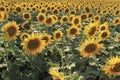 Flowering sunflowers on a farm in summer day Royalty Free Stock Photo