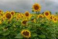 Flowering sunflowers field closeup at rainy summer day Royalty Free Stock Photo