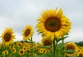 Flowering sunflowers field closeup at rainy summer day