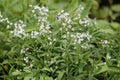 Flowering of sweet alyssum Lobularia maritima, syn. Alyssum maritimum plants with white flowers Royalty Free Stock Photo