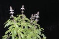 Flowering Sweet Basil