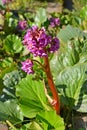 Flowering sweet frangipani Bergenia crassifolia L