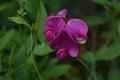 Gorgeous Close Up Look at a Blooming Hot Pink Sweet Pea Flower Royalty Free Stock Photo