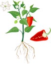 Flowering sweet pepper plant with root system and separate red sweet pepper cut in half inside longitudinal section