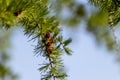 Flowering tamarack larch tree - festive christmas tree - pine tree