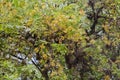 Flowering Tamarind Tree with Fruits and Old Man`s Beard Royalty Free Stock Photo