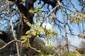 Flowering of the Tavor oak in the protected Tal grove in Israel Royalty Free Stock Photo