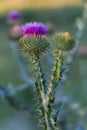 Flowering thistle on meadow Royalty Free Stock Photo