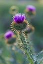 Flowering thistle on meadow Royalty Free Stock Photo