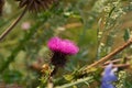 Prickly pink wild burdock flower in the field Royalty Free Stock Photo