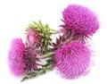 Flowering thistles. Royalty Free Stock Photo