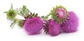 Flowering thistles. Royalty Free Stock Photo