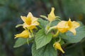 Flowering Thladiantha dubia or Manchu tubergourd.