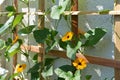 Flowering Thunbergia on wooden trellis near the wall on the balcony. Black-eyed Susan vine plant with orange flowers Royalty Free Stock Photo