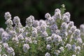 Blooming thyme in early summer Royalty Free Stock Photo