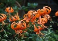 Flowering tiger lilies in the garden