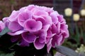 Flowering time of beautifully flowering shrubs : pastel hydrangea close-up in a spring park, a place for text Royalty Free Stock Photo