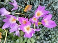 Flowering timeless gorgeous (Colchicum speciosum Steven Royalty Free Stock Photo